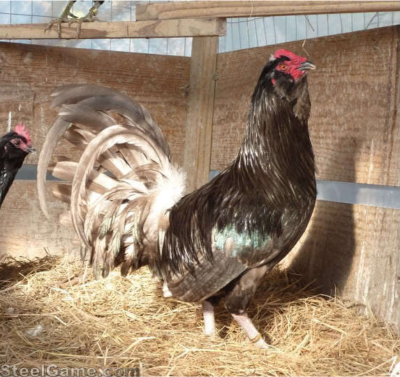 Irish Muff Broodcock Photo Gallery