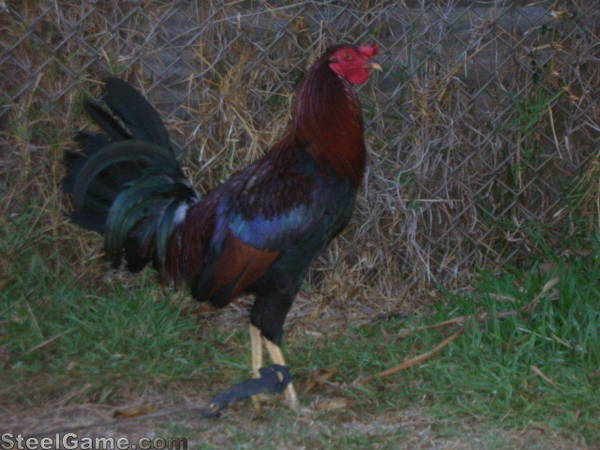 Jeremy Chandler Cardinal Club Kelso Steelgame Com Photo Gallery