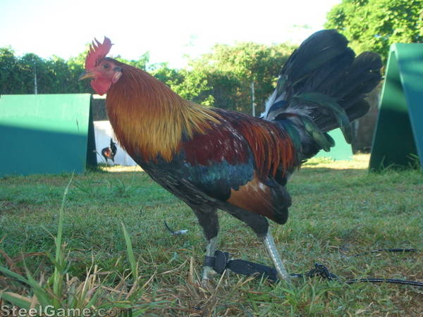 Jeremy Chandler Blueface Hatch Steelgame Com Photo Gallery