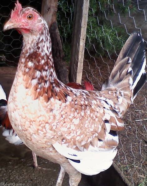 north briton whitehackle gamefowl north briton whitehackle gamefowl