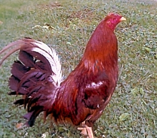 hulsey pumpkin steelgame cock