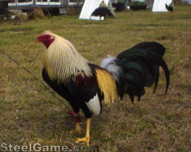 Grey cock Photo Gallery