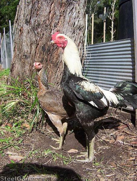 Australian game  SteelGame.com Photo Gallery